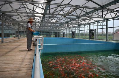 國內(nèi)東北最大的觀賞魚養(yǎng)殖基地（東北地區(qū)的觀賞魚養(yǎng)殖基地）