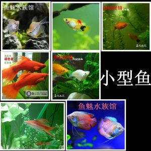 觀賞魚協(xié)會活動策劃（如何策劃一場成功的觀賞魚展覽） 水族用品 第3張