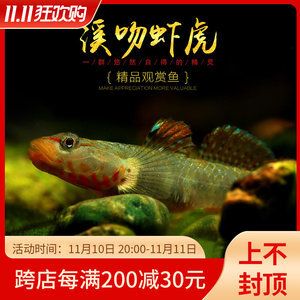 觀賞魚協(xié)會活動策劃（如何策劃一場成功的觀賞魚展覽） 水族用品 第4張