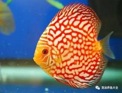 好看的熱帶觀賞魚排行（什么是熱帶觀賞魚？） 招財戰(zhàn)船魚 第4張