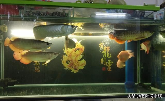 觀賞魚哪些能混養(yǎng)（混養(yǎng)觀賞魚的心理學(xué)混養(yǎng)觀賞魚的飼養(yǎng)技巧及注意事項(xiàng)） 南美異型魚 第4張