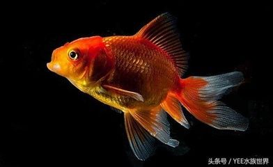 觀賞魚(yú)名貴（名貴觀賞魚(yú)的收藏價(jià)值）