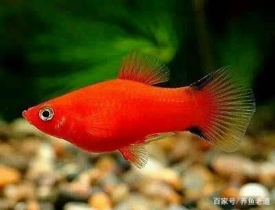 紅色觀賞魚養(yǎng)一段時間不紅了正常嗎（紅色觀賞魚養(yǎng)一段時間后顏色逐漸褪去是一個常見現(xiàn)象） 狗狗（犬） 第1張