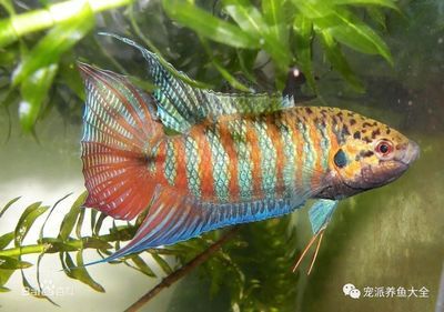 好養(yǎng)不貴觀賞魚（如何選擇水族箱設(shè)計） 廣州水族批發(fā)市場 第3張