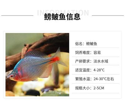 淡水觀賞魚水溫多少合適（淡水觀賞魚的水溫適宜范圍）