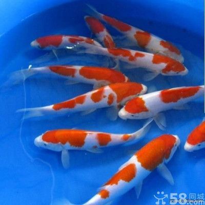 淡水小型觀(guān)賞魚(yú)什么魚(yú)最好養(yǎng)（好養(yǎng)的淡水小型觀(guān)賞魚(yú)：適合初學(xué)者或者忙碌的人士養(yǎng)殖）