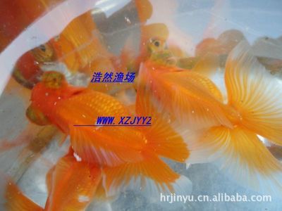 淡水小型觀(guān)賞魚(yú)什么魚(yú)最好養(yǎng)（好養(yǎng)的淡水小型觀(guān)賞魚(yú)：適合初學(xué)者或者忙碌的人士養(yǎng)殖）