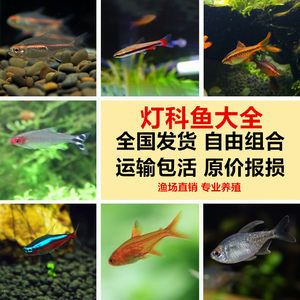 淡水小型觀(guān)賞魚(yú)什么魚(yú)最好養(yǎng)（好養(yǎng)的淡水小型觀(guān)賞魚(yú)：適合初學(xué)者或者忙碌的人士養(yǎng)殖）