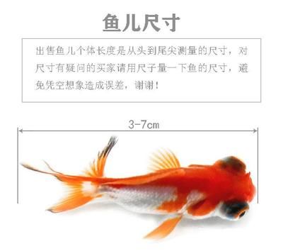 關(guān)于觀賞魚的文案簡(jiǎn)短（關(guān)于觀賞魚的簡(jiǎn)短文案） 廣州景觀設(shè)計(jì) 第4張