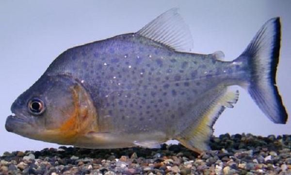 觀賞魚銷路如何（觀賞魚市場的全球趨勢對于開拓國際市場至關(guān)重要） 其它水族用具設(shè)備 第3張