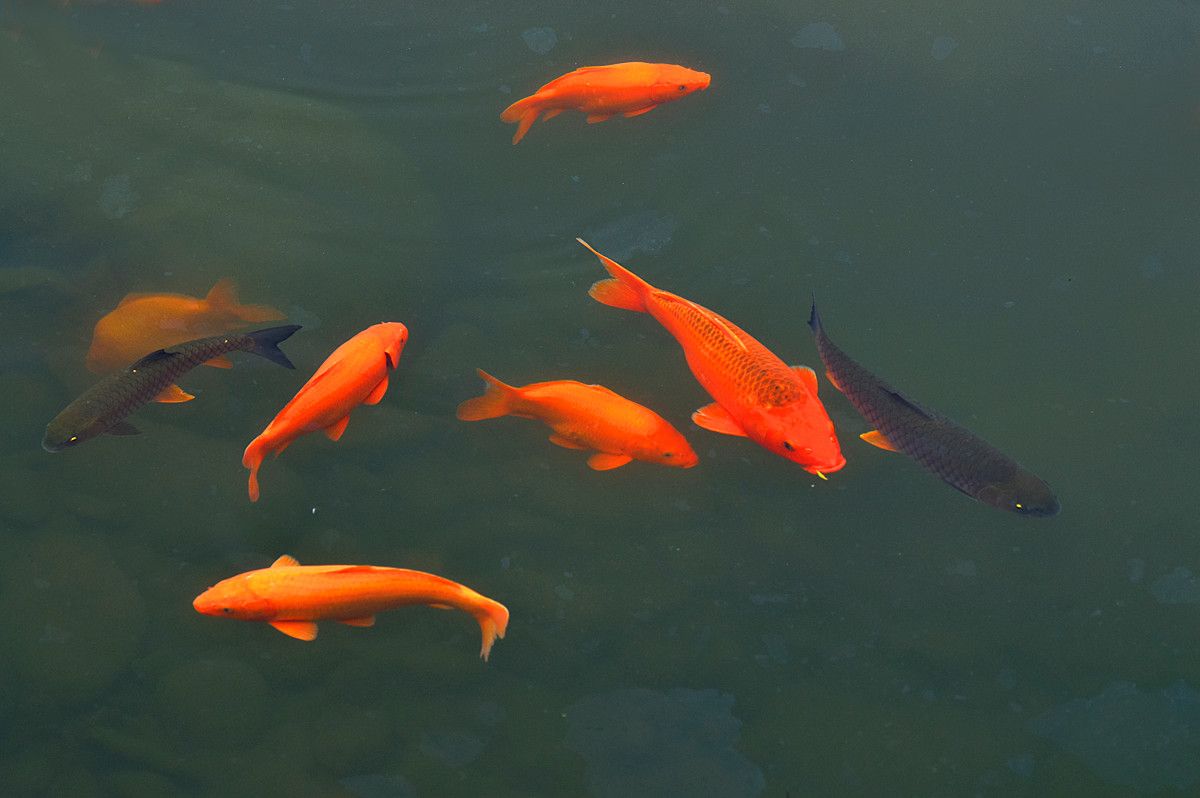 紅利魚（萬安玻璃紅鯉魚）