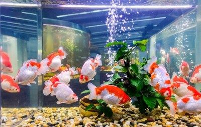 觀賞魚金魚可以吃嗎（觀賞魚與食用魚的區(qū)別） 帝王血鉆魚 第3張