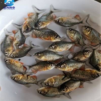 淡水鯧魚（南美亞馬遜河淡水鯧魚的起源與分布淡水鯧魚原產(chǎn)于南美亞馬遜河）