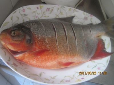 淡水鯧魚（南美亞馬遜河淡水鯧魚的起源與分布淡水鯧魚原產(chǎn)于南美亞馬遜河）