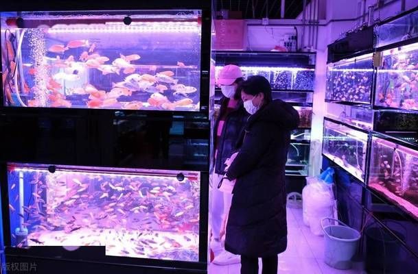 華凌觀賞魚市場2022春節(jié)什么時間開門（烏魯木齊華凌觀賞魚市場）