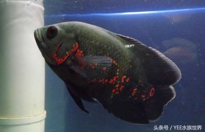 觀賞魚去哪買便宜又好（觀賞魚養(yǎng)護秘籍） 海水魚 第4張