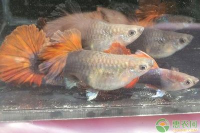 觀賞魚去哪買便宜又好（觀賞魚養(yǎng)護秘籍） 海水魚 第3張