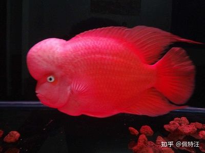 紅馬羅漢魚(yú)為何難養(yǎng)（紅馬羅漢魚(yú)為什么被認(rèn)為難養(yǎng)） 祥龍傳奇品牌魚(yú)缸 第1張