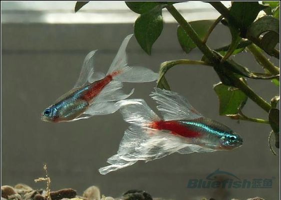 觀賞魚藍(lán)色身上帶個黑圈是什么魚?。P(guān)于觀賞魚的幾個問題） 恐龍王魚 第3張