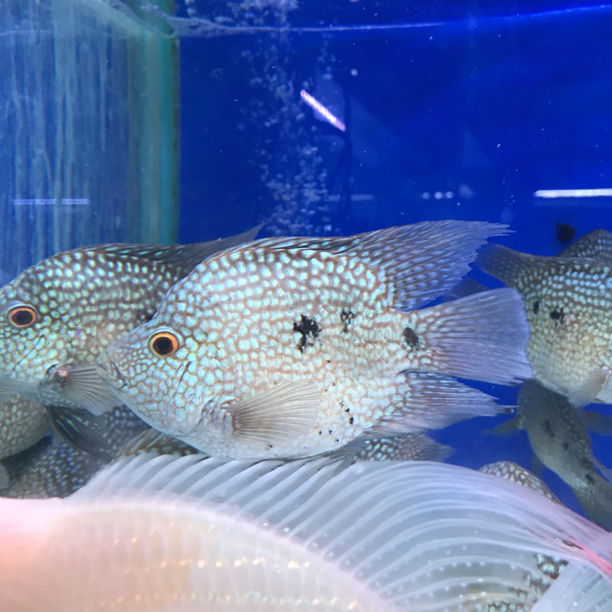 很大的觀賞魚叫什么魚（大型觀賞魚有哪些種類） 恐龍王魚 第2張