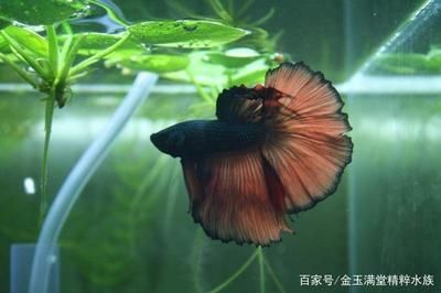 觀賞魚(yú)浮在水面怎么辦視頻（觀賞魚(yú)缺氧急救指南） 黃寬帶蝴蝶魚(yú) 第2張