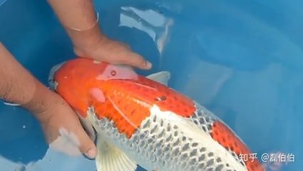 觀賞魚掙錢不（養(yǎng)殖和銷售觀賞魚可以成為一門賺錢生意的生意） 魚糧魚藥 第4張