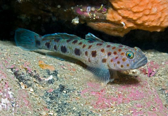 本土淡水觀賞魚種類（十大最漂亮的淡水觀賞魚十大最漂亮的淡水觀賞魚包括原生觀賞魚） 龍鳳鯉魚 第3張