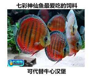 觀賞魚(yú)的魚(yú)食怎么喂（觀賞魚(yú)的喂養(yǎng)方法） 朱巴利魚(yú) 第3張