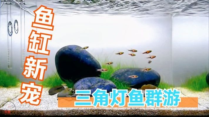 愛群游的觀賞魚怎么養(yǎng)的（愛群游的觀賞魚的飼養(yǎng)方法）