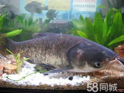 淡水大型觀賞魚有哪些品種（淡水大型觀賞魚品種及其特點(diǎn)及其特點(diǎn)及其特點(diǎn)） 雪龍魚 第1張