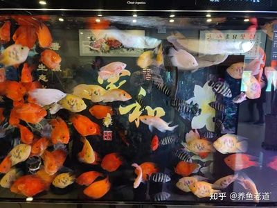 觀賞魚購(gòu)買平臺(tái)（全球觀賞魚市場(chǎng)的現(xiàn)狀與趨勢(shì)） 泰國(guó)斗魚 第1張