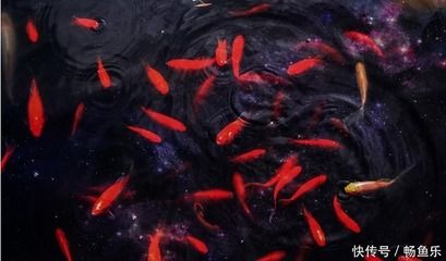 觀賞魚無緣無故死亡（觀賞魚為什么會(huì)死亡） 大嘴鯨魚 第1張