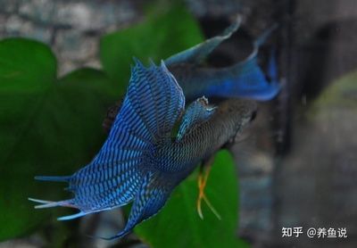 觀賞魚的生長周期是多長時間（如何判斷觀賞魚的生長周期） 檸檬鯽 第2張