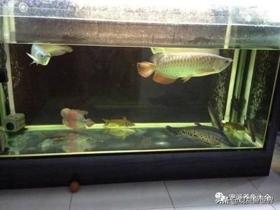 吃肉的觀賞魚（吃肉觀賞魚有哪些種類？）