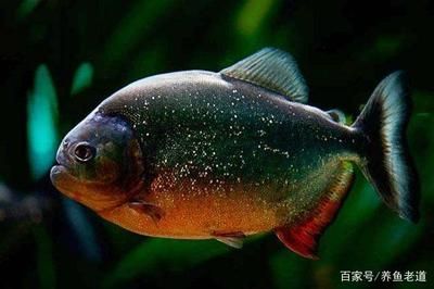 吃肉的觀賞魚（吃肉觀賞魚有哪些種類？）