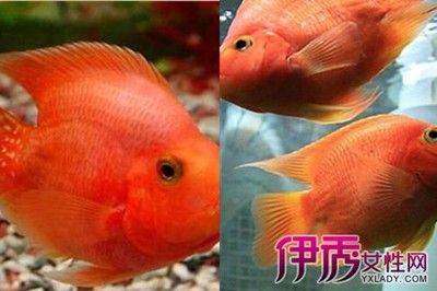 紅觀賞魚變黑了怎么辦視頻（觀賞魚體色變黑怎么辦） 黑云魚 第2張