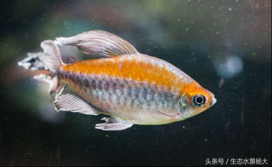 觀賞魚種類介紹（熱帶海水觀賞魚的生態(tài)之旅） 魚缸等水族設(shè)備 第3張