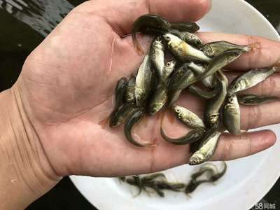 廣東觀賞魚飼料公司（廣東觀賞魚飼料品牌的生產工藝揭秘觀賞魚飼料市場的趨勢） 其他品牌魚缸 第4張