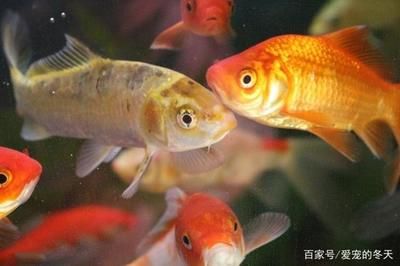 觀賞魚金魚怎么養(yǎng)活（金魚飼養(yǎng)方法及注意事項）