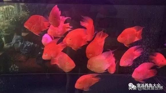 紅的觀賞魚叫什么品種（紅色的觀賞魚種類有哪些？） 七彩神仙魚 第3張