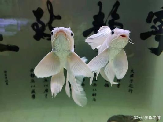 觀賞魚身體變黑（觀賞魚身體變黑可能導(dǎo)致觀賞魚身體變黑的原因是水質(zhì)問題） 觀賞魚魚苗 第3張