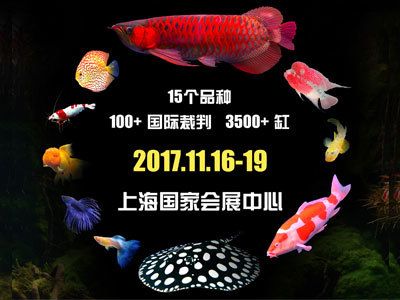 觀賞魚博覽會(huì)（2017上海國(guó)際觀賞魚博覽會(huì)觀賞魚博覽會(huì)之一） 薩伊藍(lán)魚 第3張