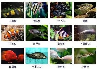 觀賞魚圖鑒（《中國原生觀賞魚圖鑒》）