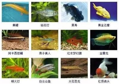 觀賞魚圖鑒（《中國原生觀賞魚圖鑒》）