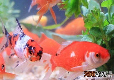 觀賞魚(yú)金魚(yú)養(yǎng)法（金魚(yú)養(yǎng)殖中的水質(zhì)管理） 夢(mèng)幻雷龍魚(yú) 第3張