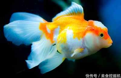 觀賞魚(yú)金魚(yú)養(yǎng)法（金魚(yú)養(yǎng)殖中的水質(zhì)管理） 夢(mèng)幻雷龍魚(yú) 第4張