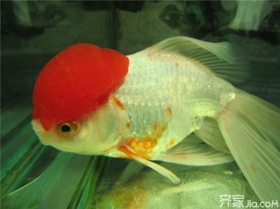 紅頭的金魚是什么魚（紅頭金魚的養(yǎng)殖技巧） 帝王血鉆 第3張