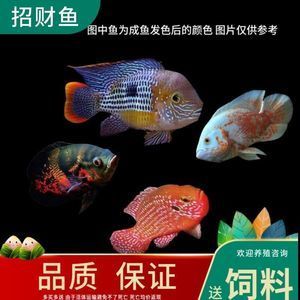 紅寶石魚(yú)怎么發(fā)色（紅寶石魚(yú)的繁殖技巧紅寶石魚(yú)的發(fā)色方法和注意事項(xiàng)） 龍魚(yú)之家