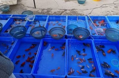 觀賞魚(yú)生意好做嗎現(xiàn)在怎么樣（中國(guó)觀賞魚(yú)行業(yè)發(fā)展趨勢(shì)） 三間鼠魚(yú) 第4張