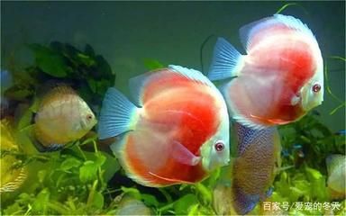 觀賞魚定義（《觀賞魚養(yǎng)殖技術(shù)》） 福滿鉆魚 第1張